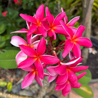 Dark Pink Frangipani Flower seeds for Planting - Cottage Garden Essential, Heirloom & GMO Free Seeds for Home Garden