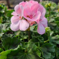 Light Pink Geraniums Flower seeds for Planting - Pollinator Friendly, Heirloom & GMO Free Seeds for Home Garden