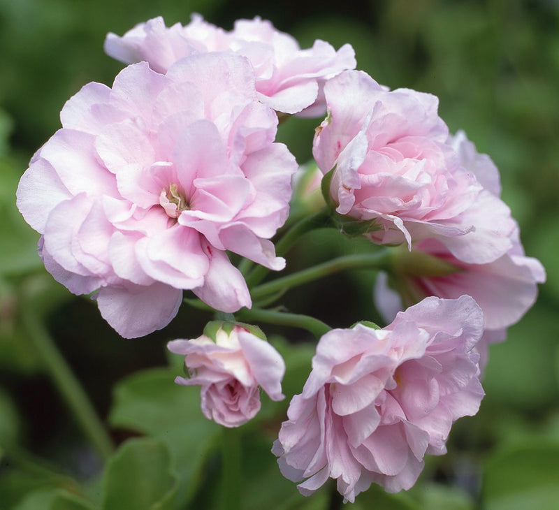 Light Pink Geraniums Flower seeds for Planting - Pollinator Friendly, Heirloom & GMO Free Seeds for Home Garden