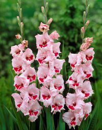 Perennial Gladiolus Flower seeds for Planting Bright Blooms Heirloom & GMO Free Seeds for Home Garden 
 
 Sale