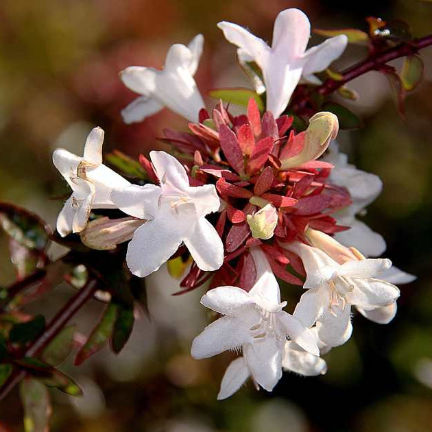 Red Abelia Flower seeds for Planting Drought Tolerant Heirloom & GMO Free Seeds for Home Garden 
 
 Sale