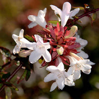 Red Abelia Flower seeds for Planting Drought Tolerant Heirloom & GMO Free Seeds for Home Garden 
 
 Sale