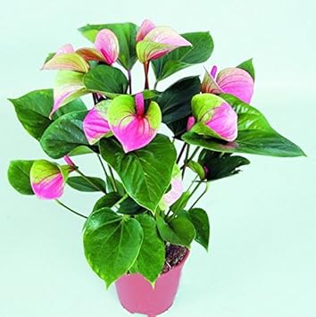 100 Pcs
