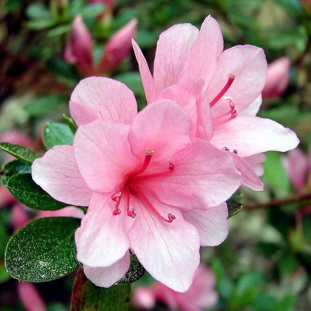 Pink & Green Azalea Flower Seeds for Planting