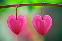 Pink Heart Flower Seeds for Planting