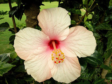 Hibiscus Peach Flower seeds for Planting - Cottage Garden Essential, Heirloom & GMO Free Seeds for Home Garden