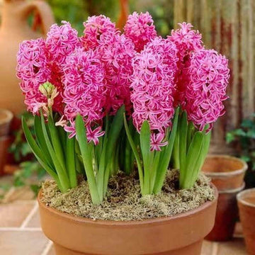 Pink Hyacinth Flower Seeds