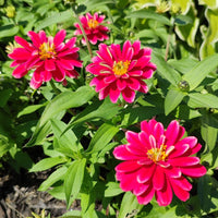 Pink Marigold Flower Seeds for Garden Planting