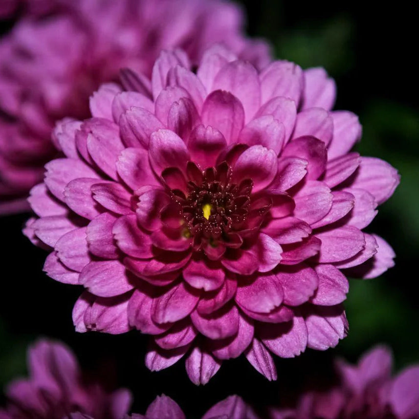 Crisantemos Flower seeds for Planting - Low Maintenance, Heirloom & GMO Free Seeds for Home Garden