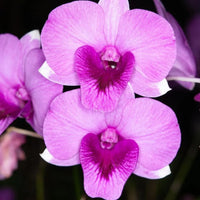 Pink Orchid Flower Seeds for Planting