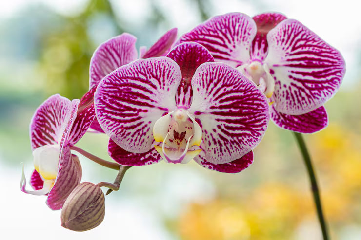 Pink Hydroponic Orchid Flower seeds for Planting - Seasonal Bloomer, Heirloom & GMO Free Seeds for Home Garden