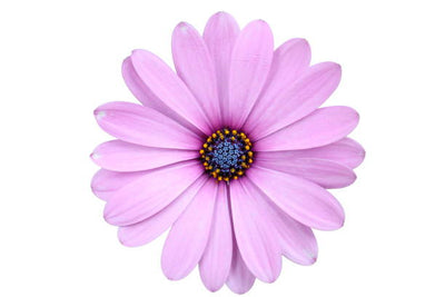 100 Pcs