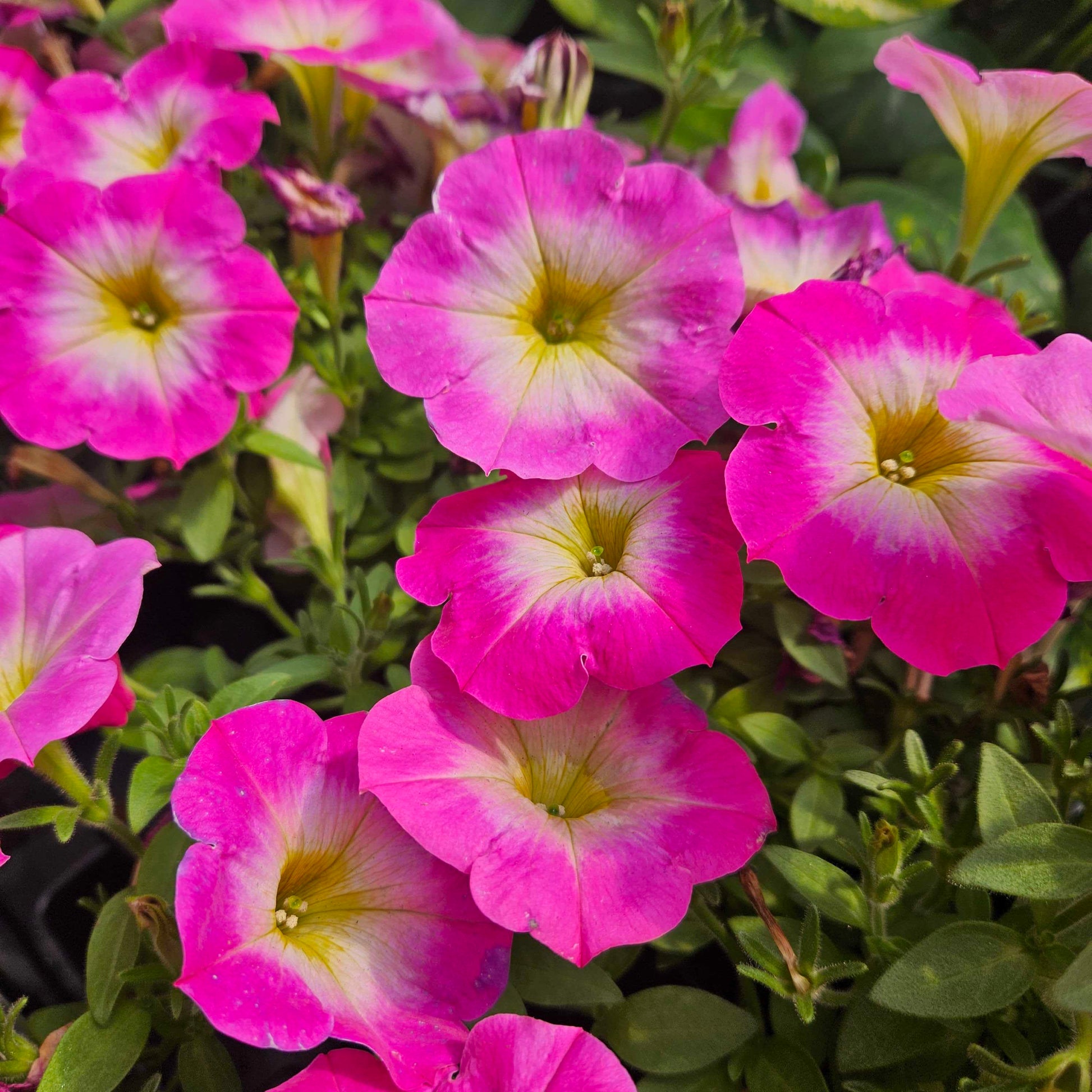 Yellow & Pink Petunia Flower seeds for Planting Easy to Grow Heirloom & GMO Free Seeds for Home Garden
 
 Sale