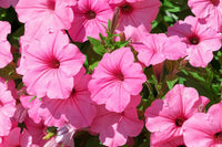 Baby Pink Petunia Hybrida Flower seeds for Planting - Garden Favorite, Heirloom & GMO Free Seeds for Home Garden