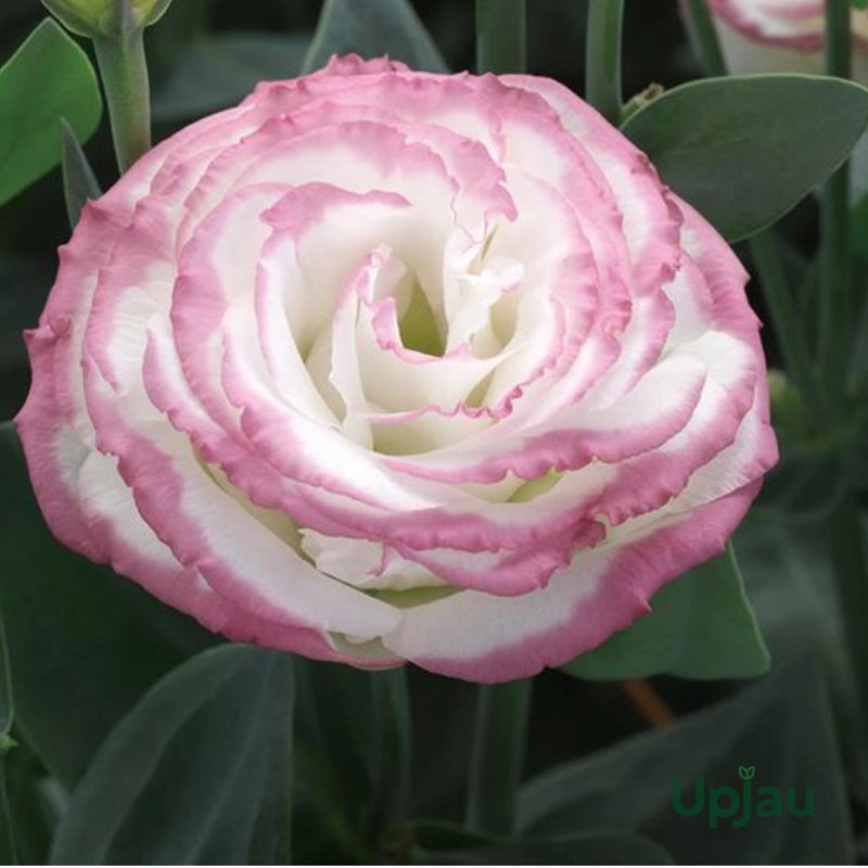 Pink White Eustoma (Lisianthus) Flower seeds for Planting - Shade Tolerant, Heirloom & GMO Free Seeds for Home Garden