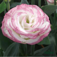 Pink White Eustoma (Lisianthus) Flower seeds for Planting - Shade Tolerant, Heirloom & GMO Free Seeds for Home Garden