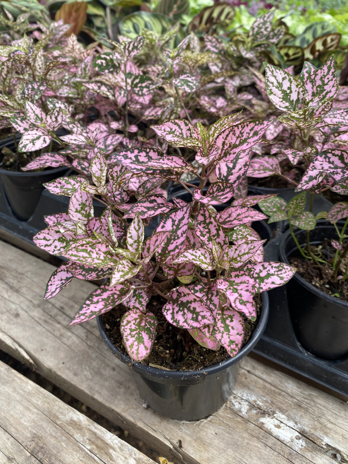 Pink Hypoestes Splash Flower seeds for Planting - Fragrant Blossoms, Heirloom & GMO Free Seeds for Home Garden