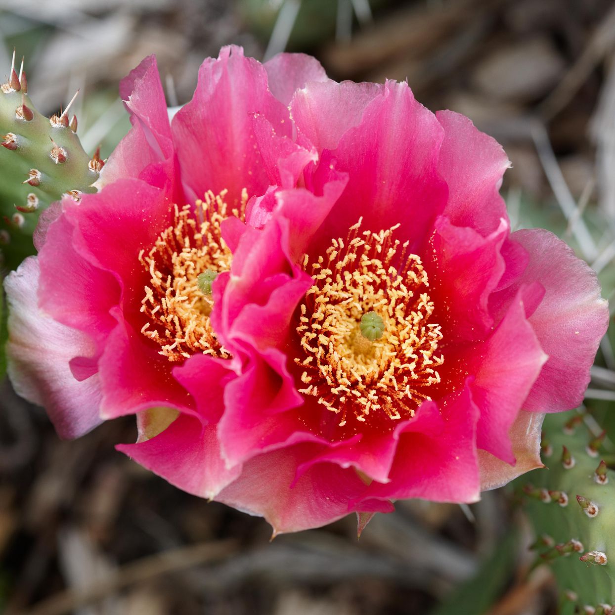 Pink Opuntia Flower seeds for Planting - Colorful Display, Heirloom & GMO Free Seeds for Home Garden