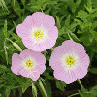Pink Primrose Flower Seeds for Planting