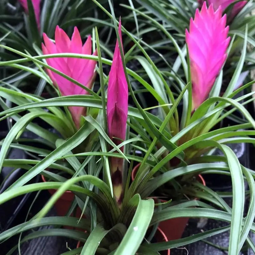 Bromeliad Tillandsia Flower seeds for Planting - Long Bloom Season, Heirloom & GMO Free Seeds for Home Garden