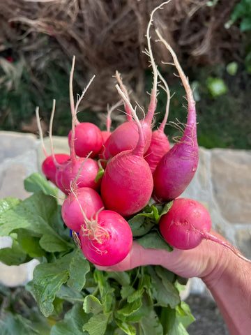 Pink radish seeds for planting