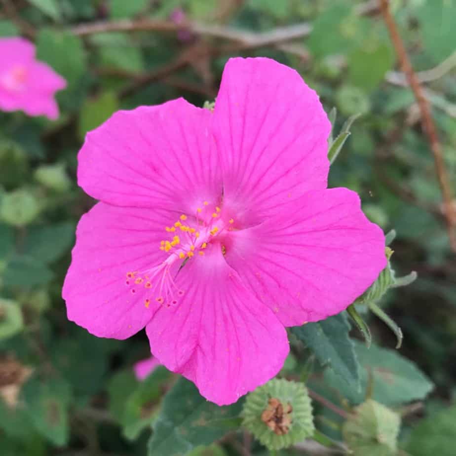 Rock Rose Flower seeds for Planting Pollinator Friendly Heirloom & GMO Free Seeds for Home Garden
