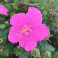 Rock Rose Flower seeds for Planting Pollinator Friendly Heirloom & GMO Free Seeds for Home Garden