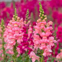 Antirrhinum Flower seeds for Planting Bright Blooms Heirloom & GMO Free Seeds for Home Garden