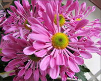 Pink Spoon Mum Flower seeds for Planting - Colorful Display, Heirloom & GMO Free Seeds for Home Garden