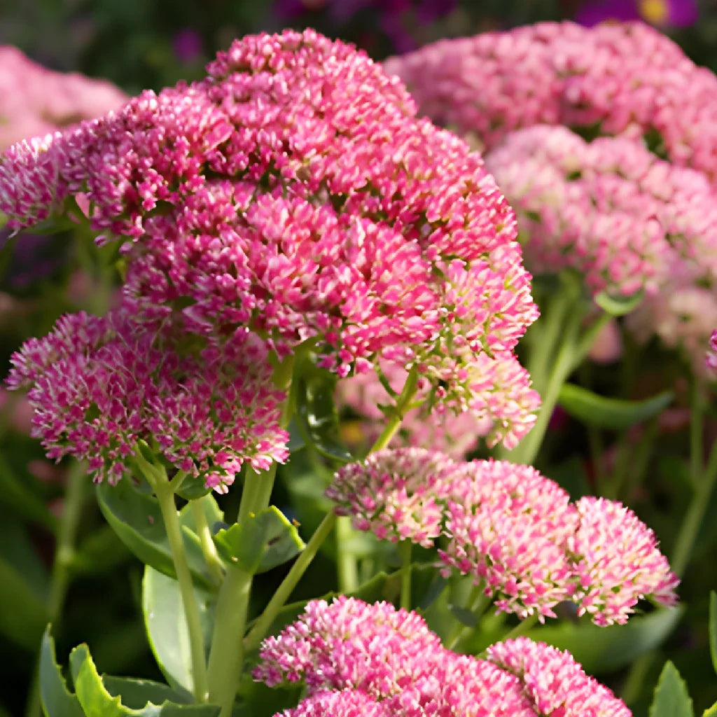 Pink Sedum Flower seeds for Planting - Drought Tolerant, Heirloom & GMO Free Seeds for Home Garden