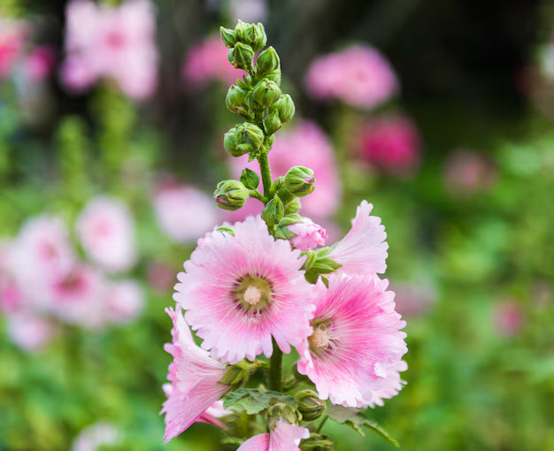 White & Pink Hollyhock Flower seeds for Planting Hardy Variety Heirloom & GMO Free Seeds for Home Garden
 
 Sale