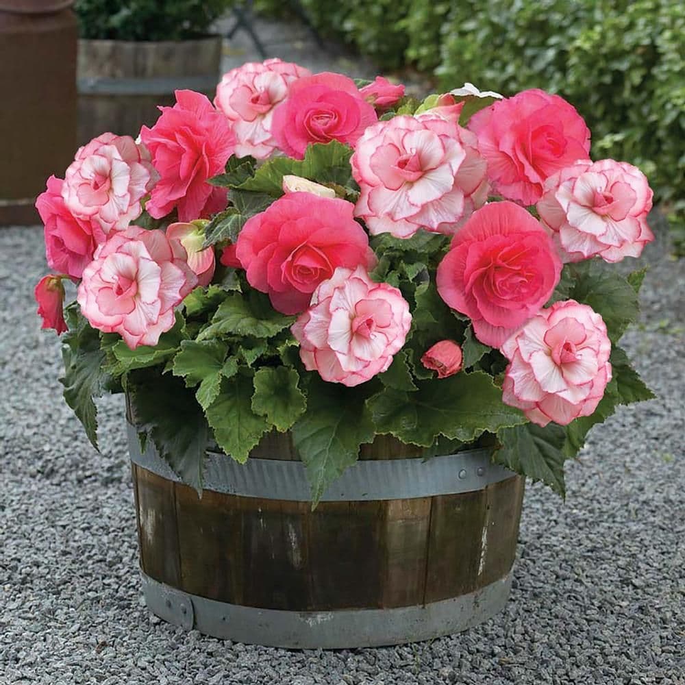 Pink White Begonia Flower seeds for Planting - Wildflower Mix, Heirloom & GMO Free Seeds for Home Garden