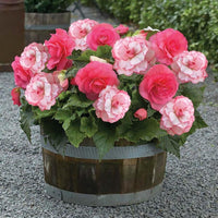 Pink White Begonia Flower seeds for Planting - Wildflower Mix, Heirloom & GMO Free Seeds for Home Garden