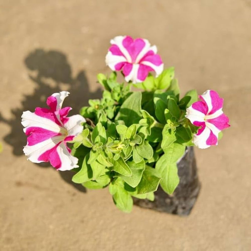 Pink and white petunia seeds for planting