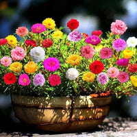 Yellow Pink Roses Blooming in Garden