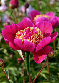 Pink & Yellow Walter Mains Flower Seeds for Garden Planting