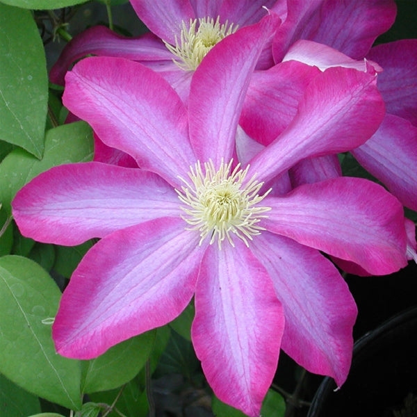 Pink Clematis Flower seeds for Planting Vibrant Colors Heirloom & GMO Free Seeds for Home Garden 
 
 Sale