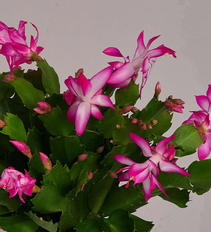 Purple White Schlumbergera Flower seeds for Planting - Vibrant Colors, Heirloom & GMO Free Seeds for Home Garden