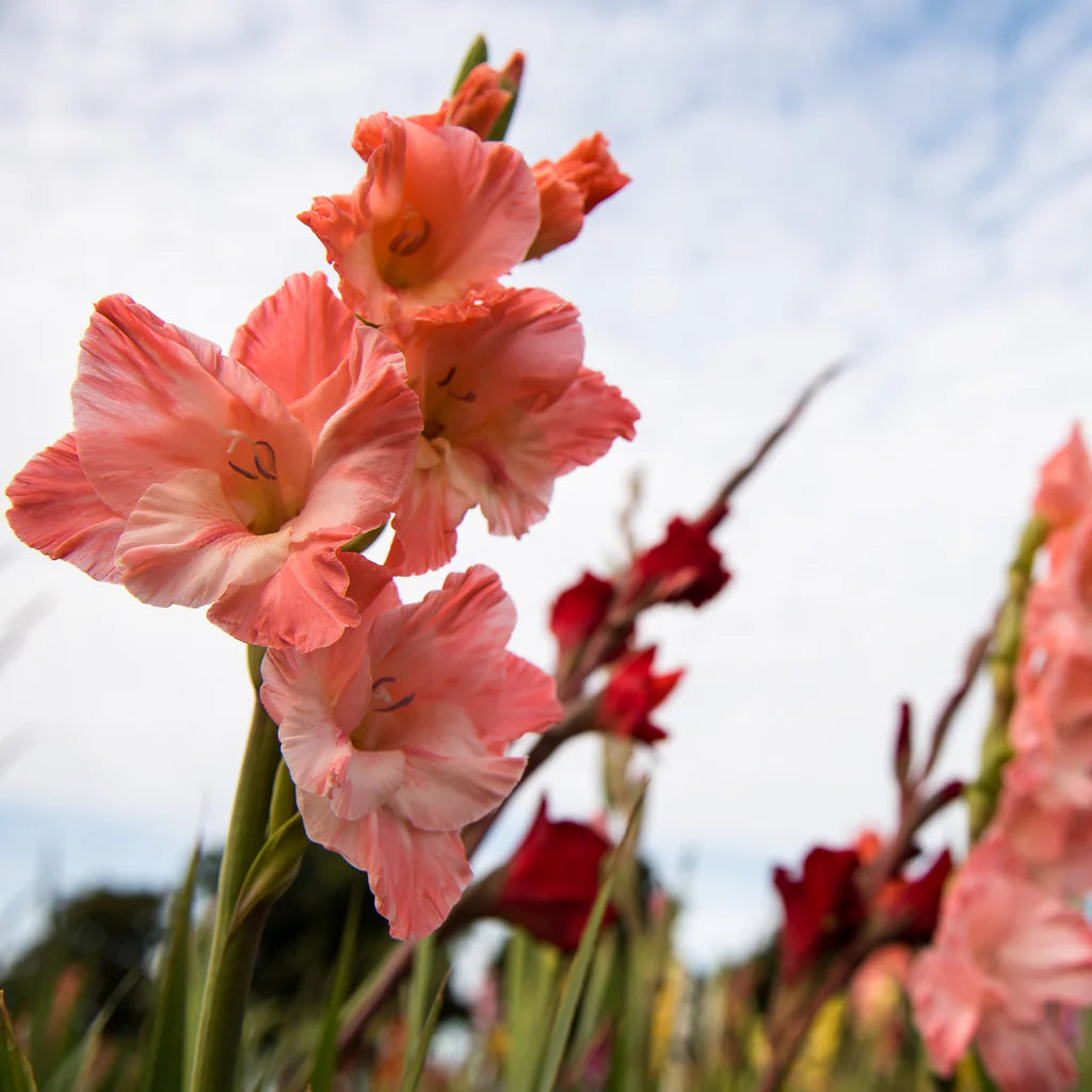 Cream Pink Gladiolus Flower Seeds for Planting Fragrant Blossoms Heirloom & GMO Free Seeds for Home Garden
 
 Sale