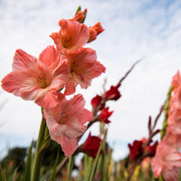 Cream Pink Gladiolus Flower Seeds for Planting Fragrant Blossoms Heirloom & GMO Free Seeds for Home Garden
 
 Sale