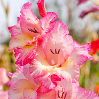 Cream Pink Gladiolus Flower Seeds for Planting Fragrant Blossoms Heirloom & GMO Free Seeds for Home Garden
 
 Sale