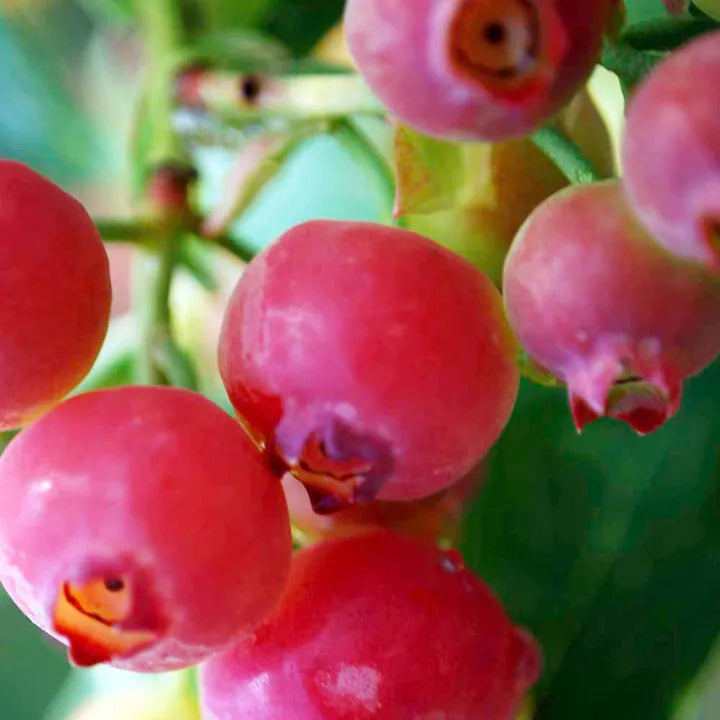 Coralberry Shrub Flower seeds for Planting, Seasonal Bloomer Heirloom & GMO Free Seeds for Home Garden