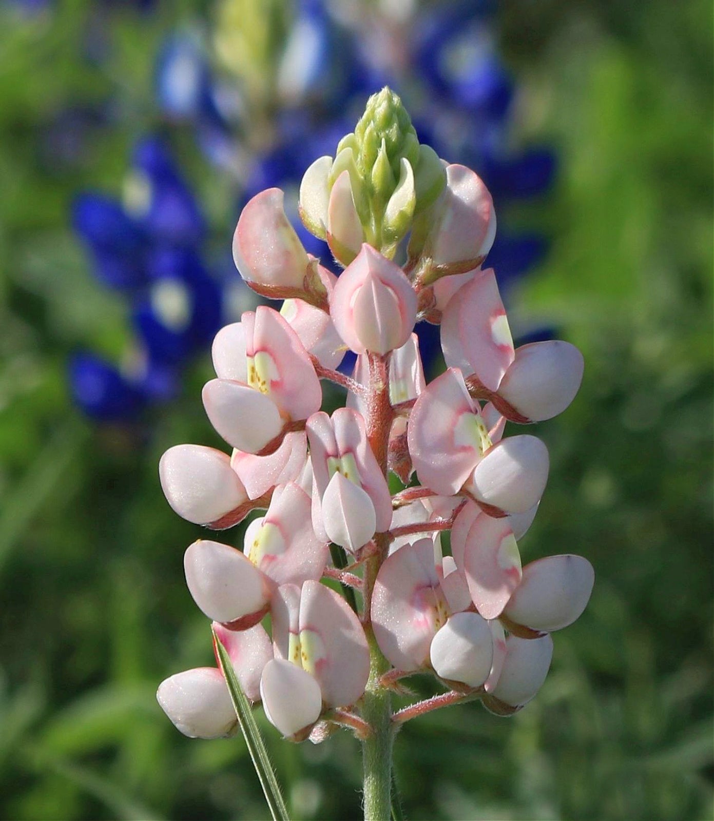 Pink bonnet Flower seeds for Planting - Pollinator Friendly, Heirloom & GMO Free Seeds for Home Garden