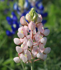 Pink bonnet Flower seeds for Planting - Pollinator Friendly, Heirloom & GMO Free Seeds for Home Garden