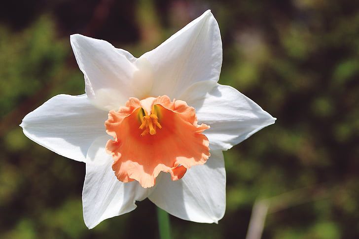 Red Daffodil Flower Seeds for Planting Cut Flower Favorite Heirloom & GMO Free Seeds for Home Garden
 
 Sale