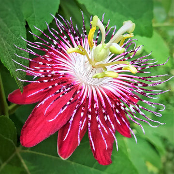 Pink Passion Flower Seeds for Planting Cut Flower Favorite Heirloom & GMO Free Seeds for Home Garden
 
 Sale