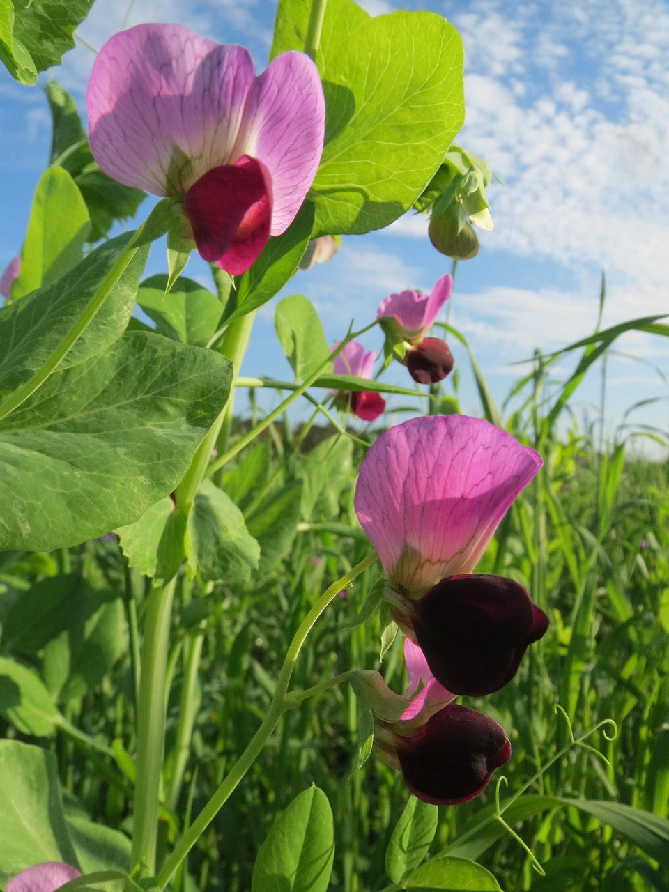 Pisum Sativum Flower seeds for Planting - Low Maintenance, Heirloom & GMO Free Seeds for Home Garden