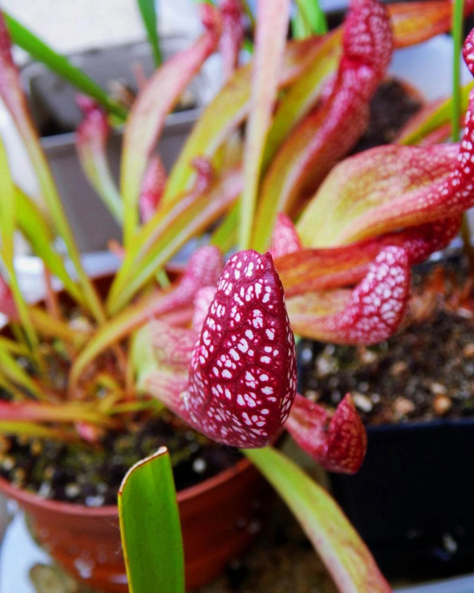 Scarlet Sarracenia Carnivorous Flower seeds for Planting Long Bloom Season Heirloom & GMO Free Seeds for Home Garden