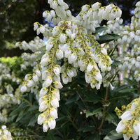 Pieris Japonica Flower seeds for Planting - Shade Tolerant, Heirloom & GMO Free Seeds for Home Garden