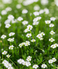 Irish Moss Flower seeds for Planting Garden Favorite Heirloom & GMO Free Seeds for Home Garden